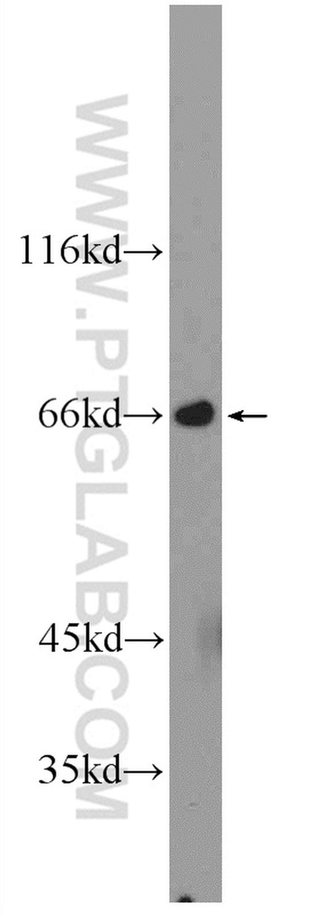 MTF1 Antibody in Western Blot (WB)