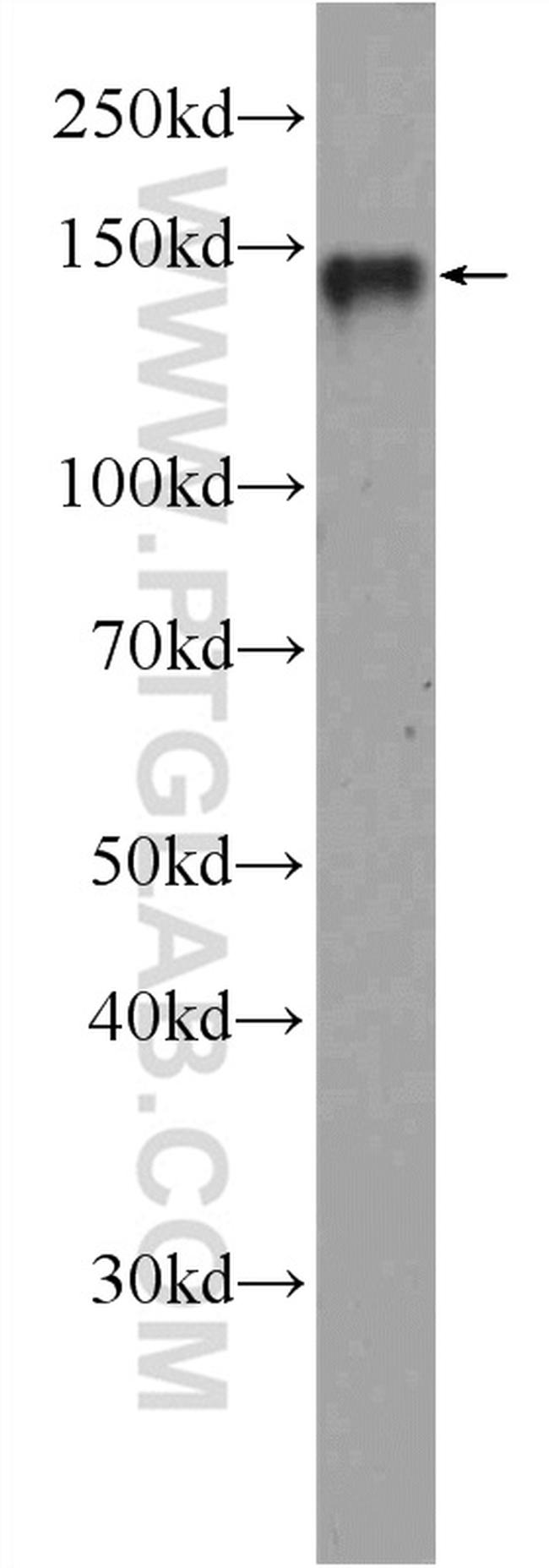 CYTSA Antibody in Western Blot (WB)