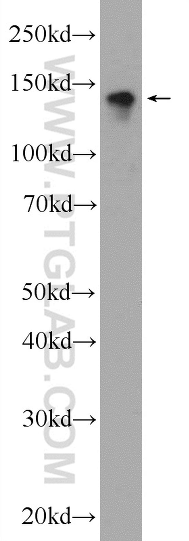 CYTSA Antibody in Western Blot (WB)