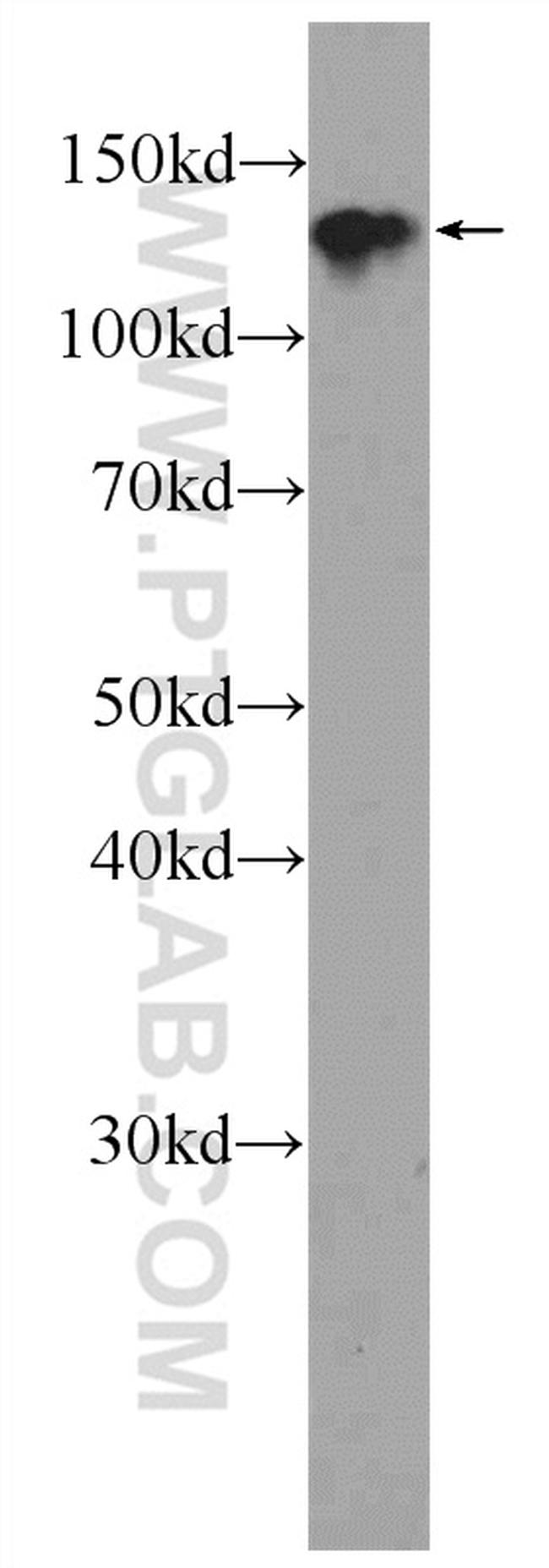 CYTSA Antibody in Western Blot (WB)