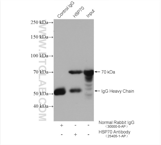 HSP70 Antibody in Immunoprecipitation (IP)