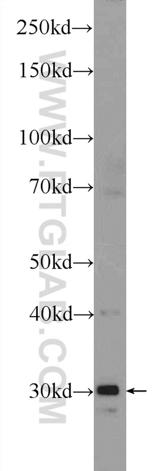 SOX15 Antibody in Western Blot (WB)