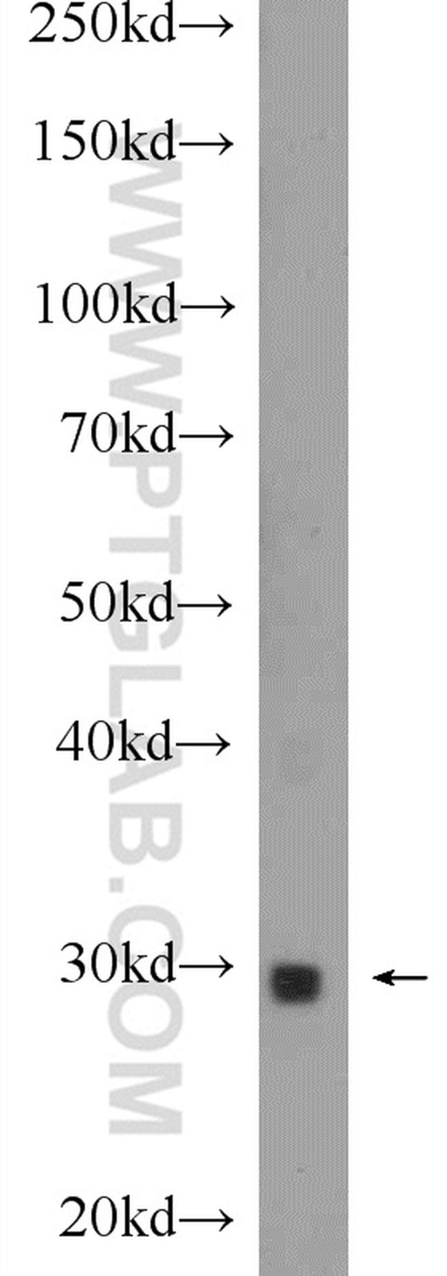 SOX15 Antibody in Western Blot (WB)