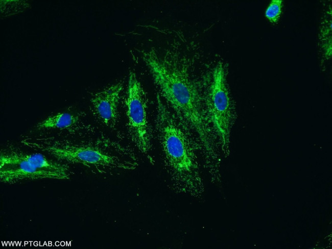 KIAA0907 Antibody in Immunocytochemistry (ICC/IF)