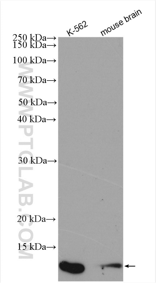 C19orf70 Antibody in Western Blot (WB)