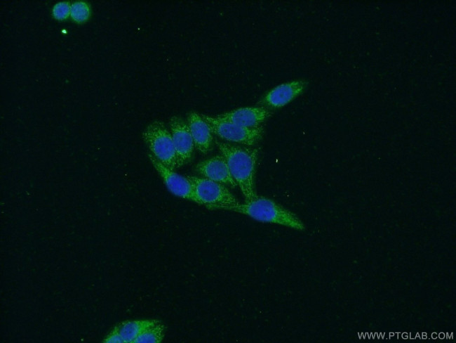 WDR76 Antibody in Immunocytochemistry (ICC/IF)