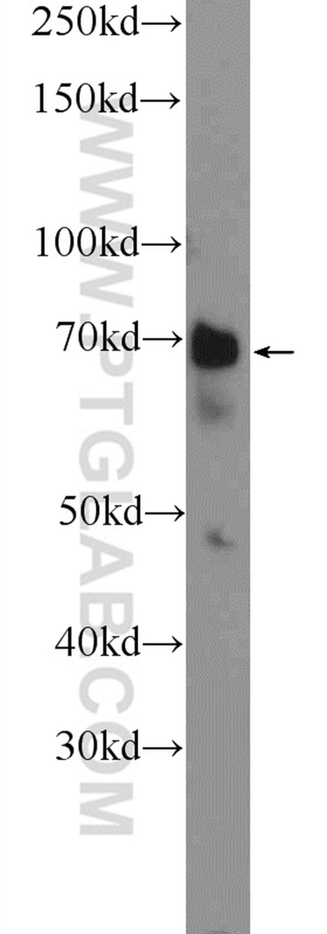 WDR76 Antibody in Western Blot (WB)