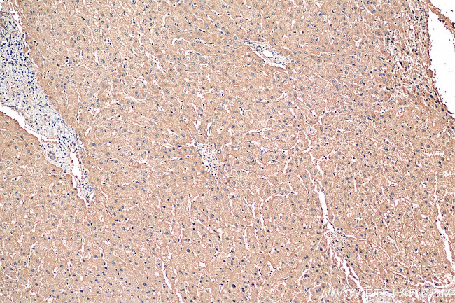 DLL3 Antibody in Immunohistochemistry (Paraffin) (IHC (P))