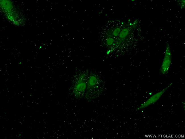 YTHDF3 Antibody in Immunocytochemistry (ICC/IF)