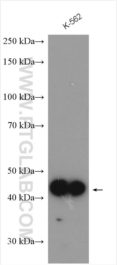 WDR92 Antibody in Western Blot (WB)