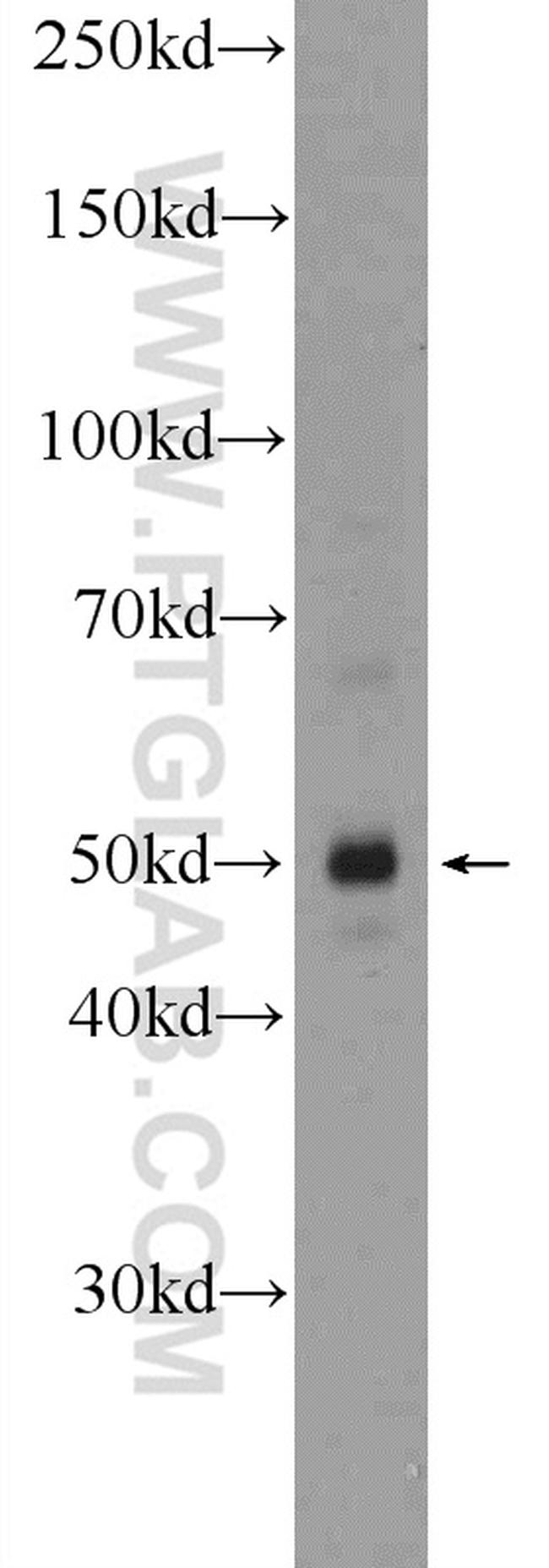 C1orf156 Antibody in Western Blot (WB)