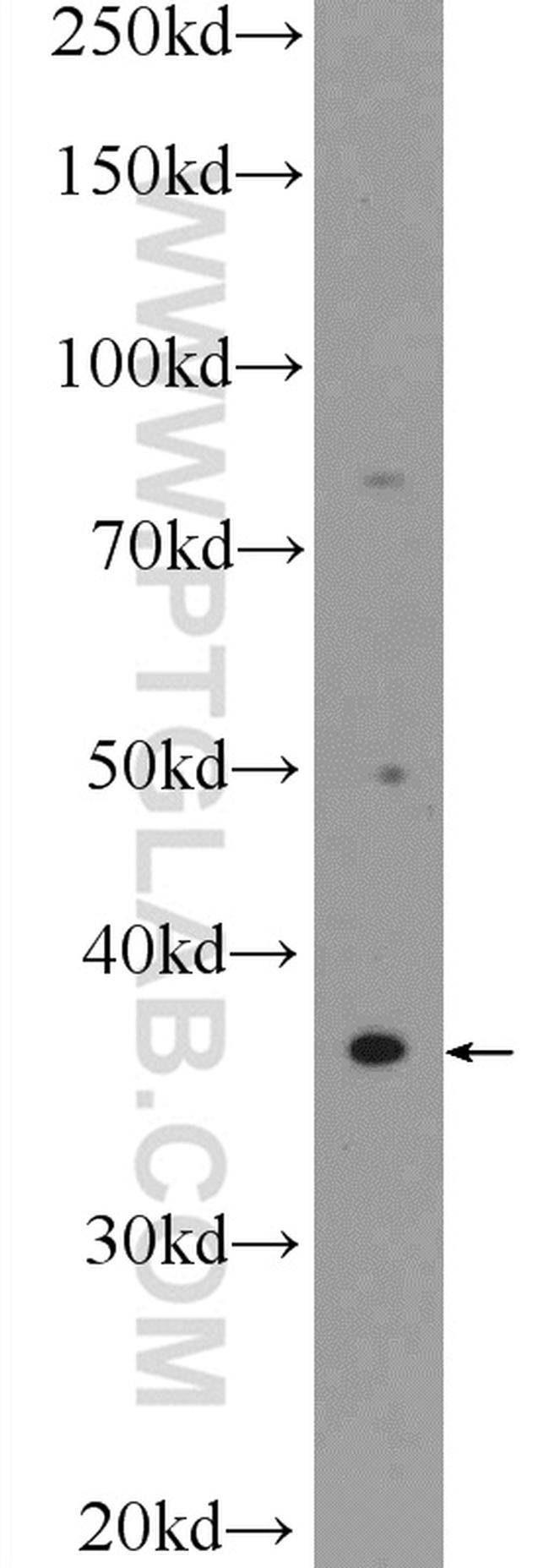 BHLHE22 Antibody in Western Blot (WB)