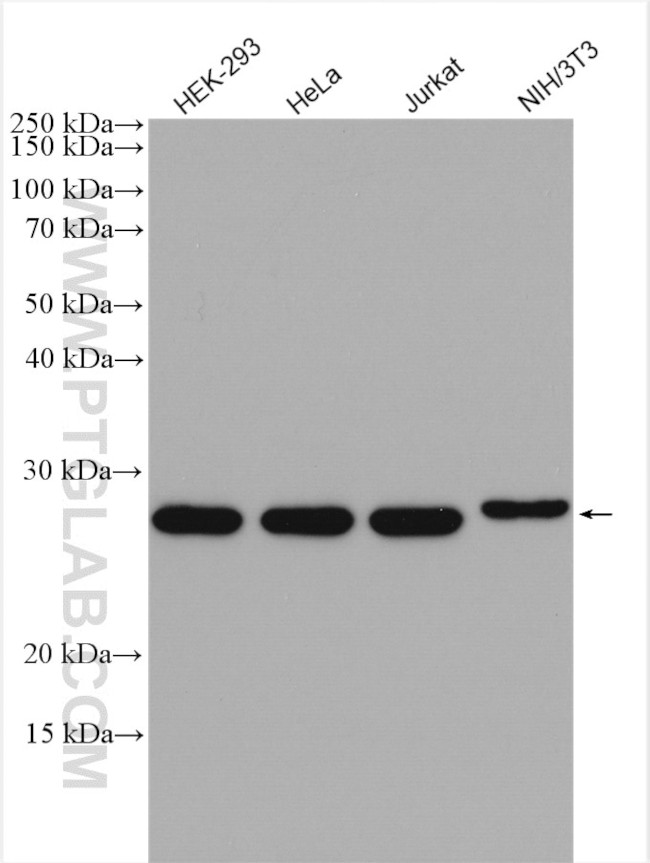 CHCHD3 Antibody in Western Blot (WB)