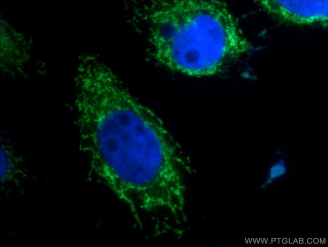 CHCHD10 Antibody in Immunocytochemistry (ICC/IF)