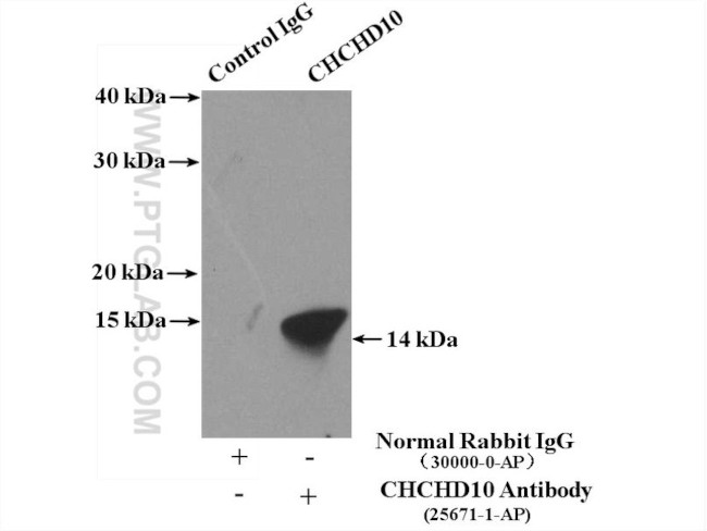 CHCHD10 Antibody in Immunoprecipitation (IP)