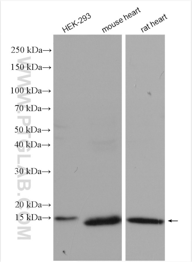 CHCHD10 Antibody in Western Blot (WB)