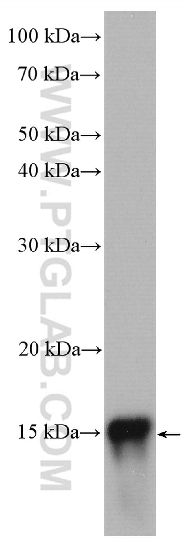 CHCHD10 Antibody in Western Blot (WB)