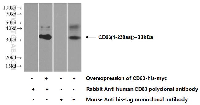 CD63 Antibody in Western Blot (WB)