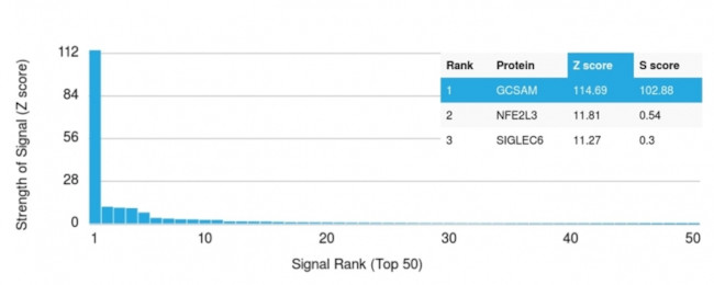 HGAL (Human Germinal Center Associated Lymphoma Marker) Antibody in Peptide array (ARRAY)