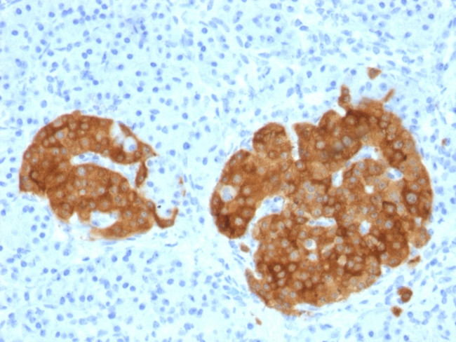 GAD2/GAD65 Antibody in Immunohistochemistry (Paraffin) (IHC (P))