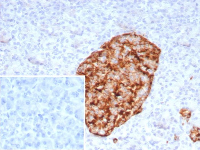 GAD2/GAD65 (GABAergic Neuronal Marker) Antibody in Immunohistochemistry (Paraffin) (IHC (P))