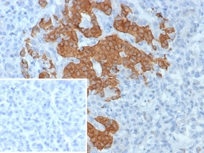 GAD2/GAD65 (GABAergic Neuronal Marker) Antibody in Immunohistochemistry (Paraffin) (IHC (P))