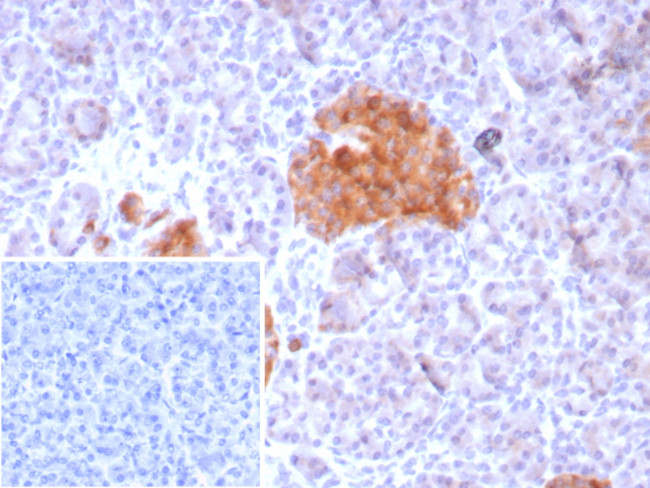 GAD2/GAD65 (GABAergic Neuronal Marker) Antibody in Immunohistochemistry (Paraffin) (IHC (P))