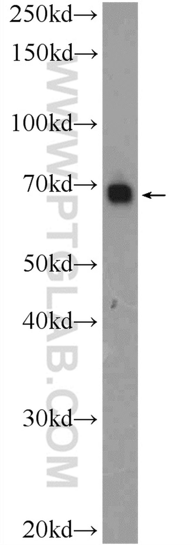 SERAC1 Antibody in Western Blot (WB)