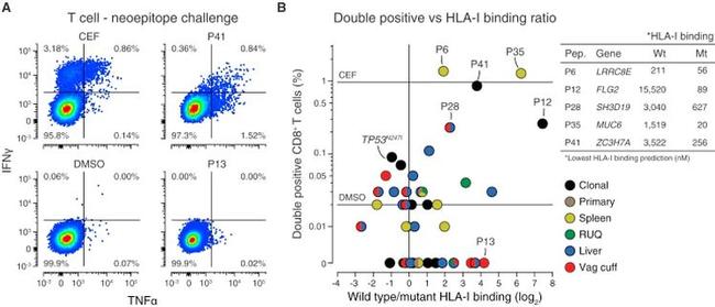 TNF alpha Antibody in Flow Cytometry (Flow)