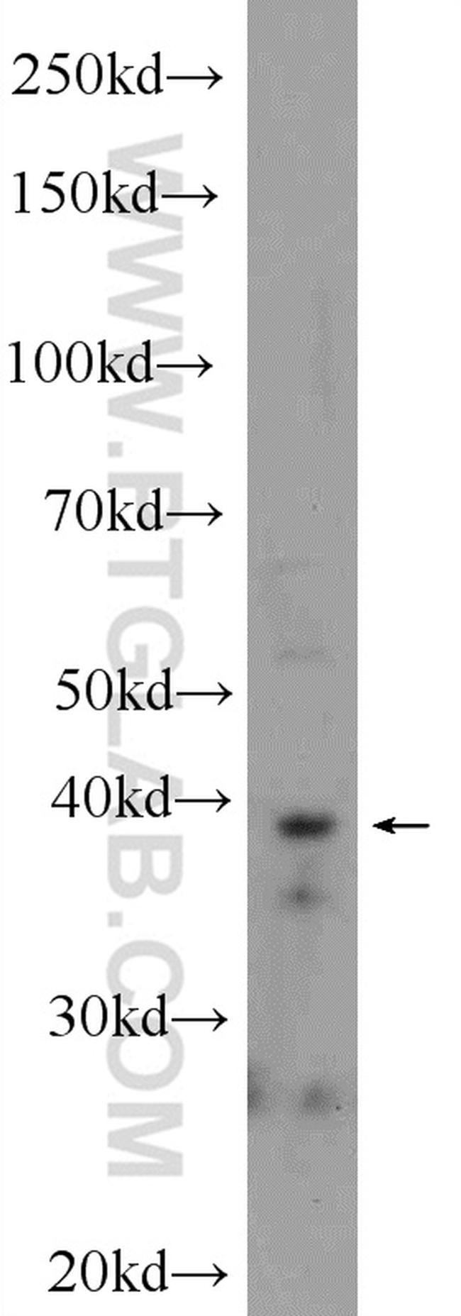 IMPAD1 Antibody in Western Blot (WB)