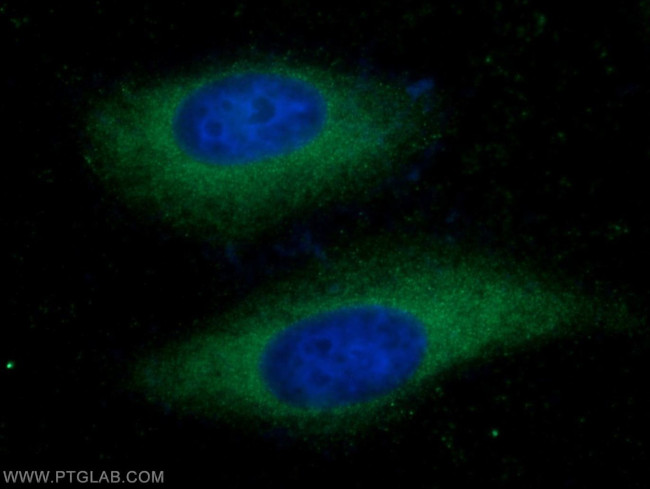 COX20 Antibody in Immunocytochemistry (ICC/IF)