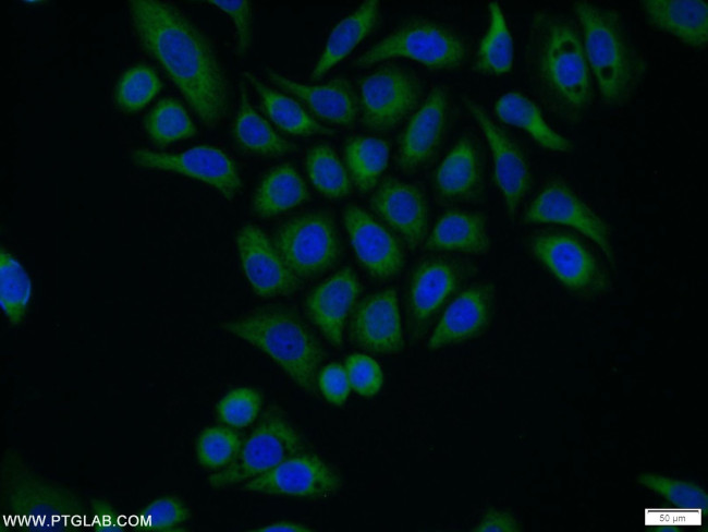 COX20 Antibody in Immunocytochemistry (ICC/IF)