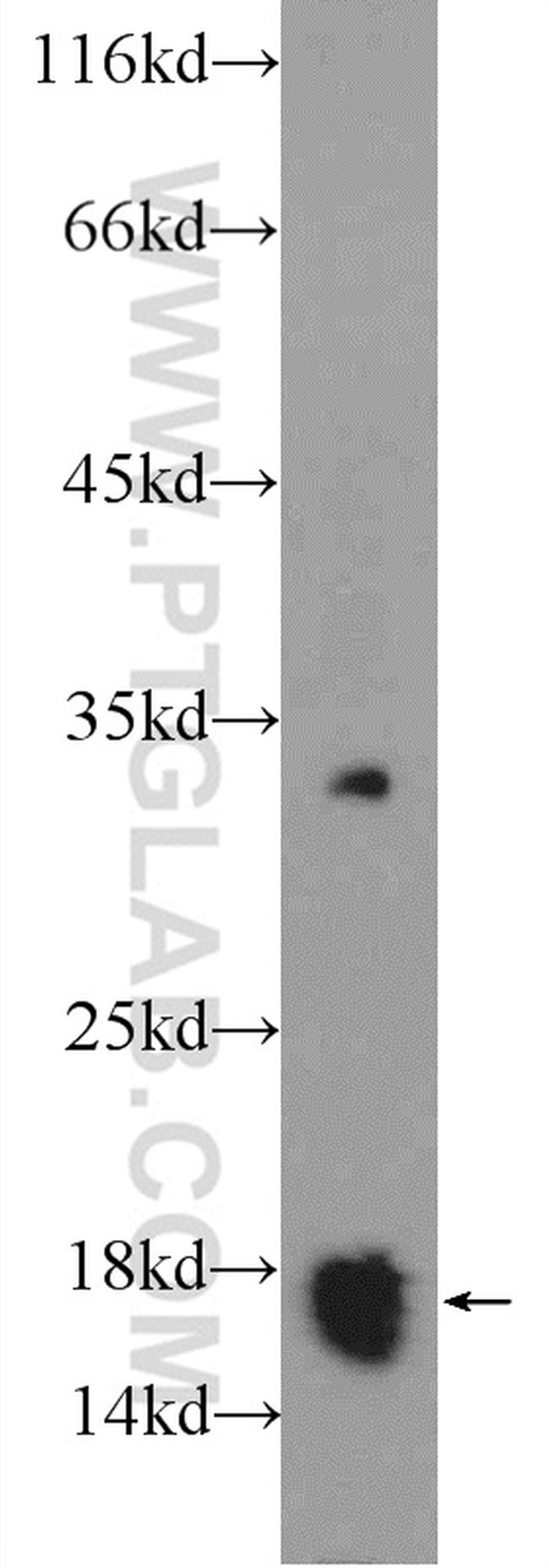 COX20 Antibody in Western Blot (WB)