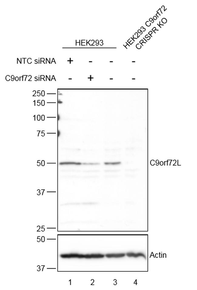 C9orf72 Antibody in Western Blot (WB)