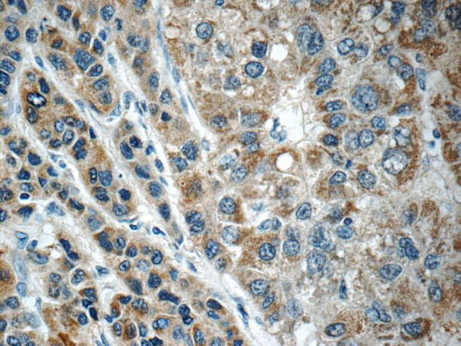 C11orf74 Antibody in Immunohistochemistry (Paraffin) (IHC (P))