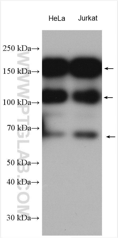 USP19 Antibody in Western Blot (WB)