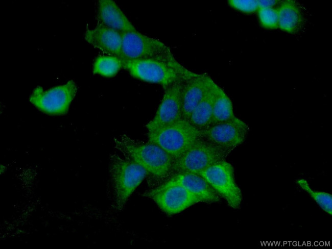 BCAS1 Antibody in Immunocytochemistry (ICC/IF)