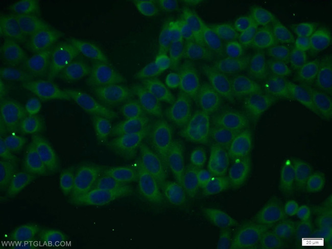 FAM125A Antibody in Immunocytochemistry (ICC/IF)