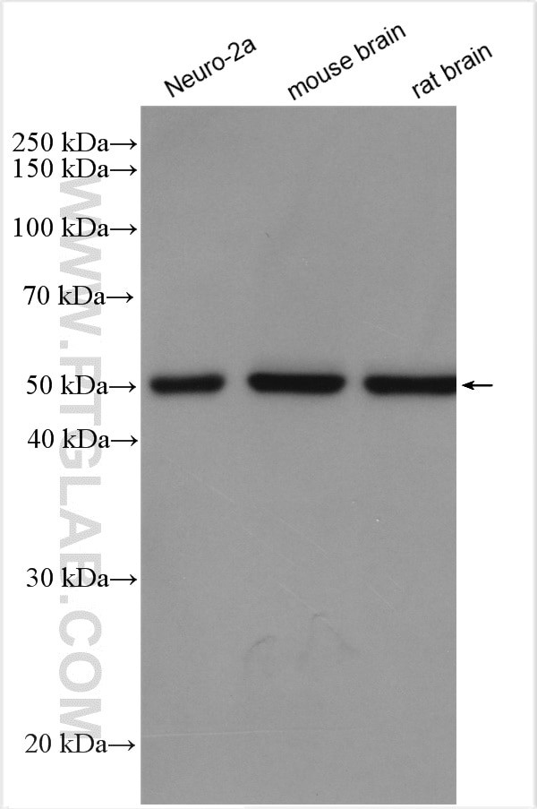 STK25 Antibody in Western Blot (WB)