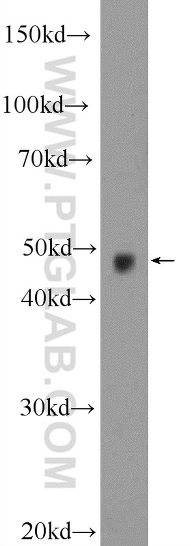 STK25 Antibody in Western Blot (WB)