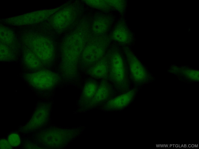 DGCR8 N-terminal Antibody in Immunocytochemistry (ICC/IF)