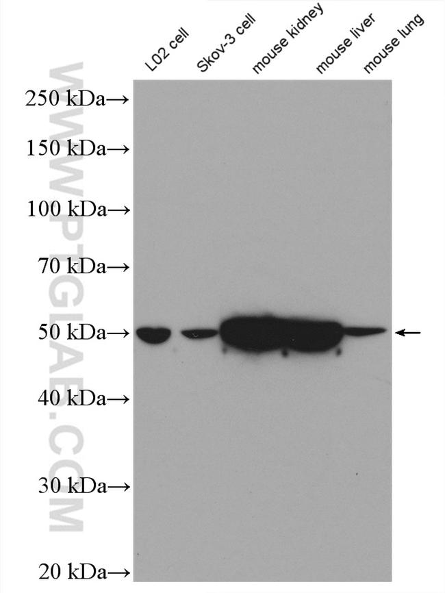 SMAD7 Antibody in Western Blot (WB)