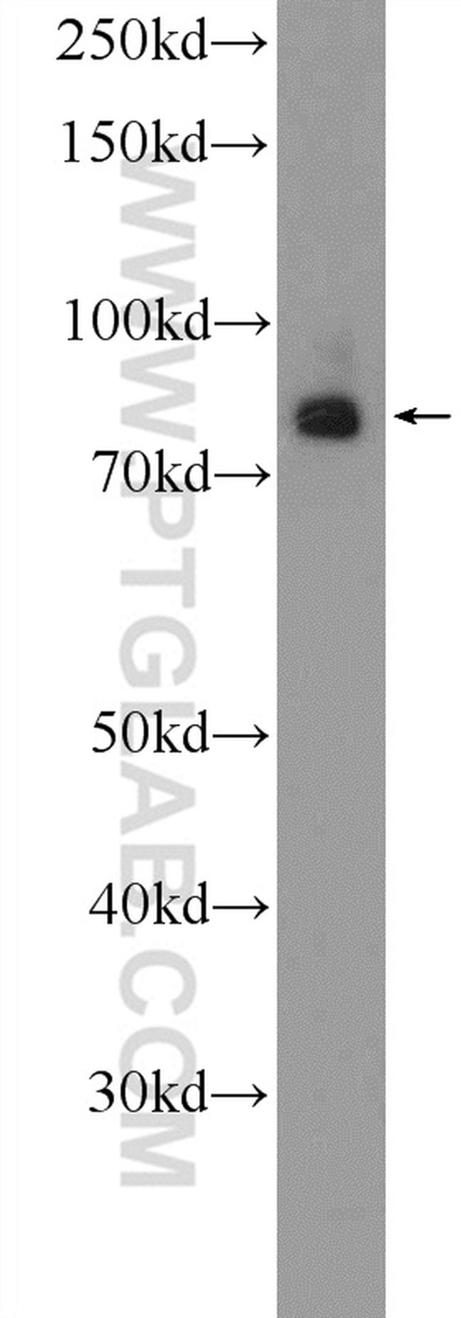 RAB11FIP3 Antibody in Western Blot (WB)