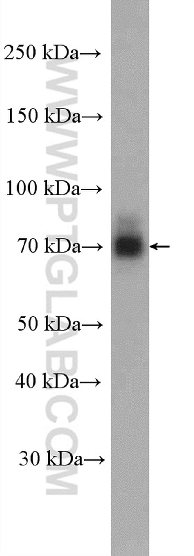 NR4A1 Antibody in Western Blot (WB)