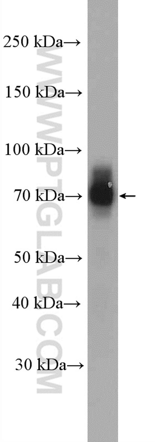 NR4A1 Antibody in Western Blot (WB)