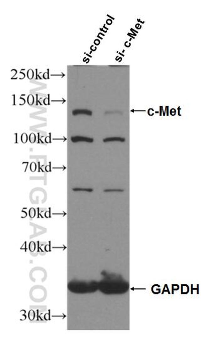 c-Met (Cytoplasmic) Antibody in Western Blot (WB)