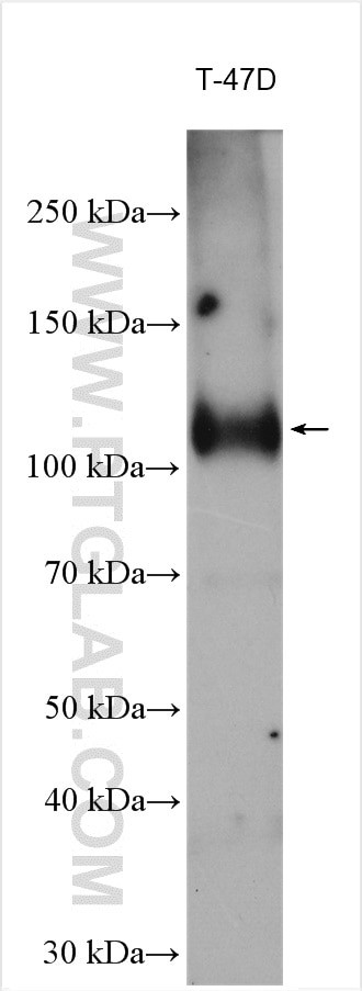 PR Antibody in Western Blot (WB)