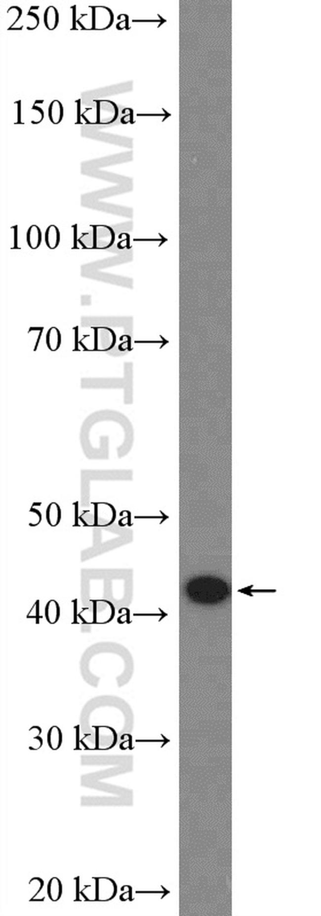 CCR7 Antibody in Western Blot (WB)