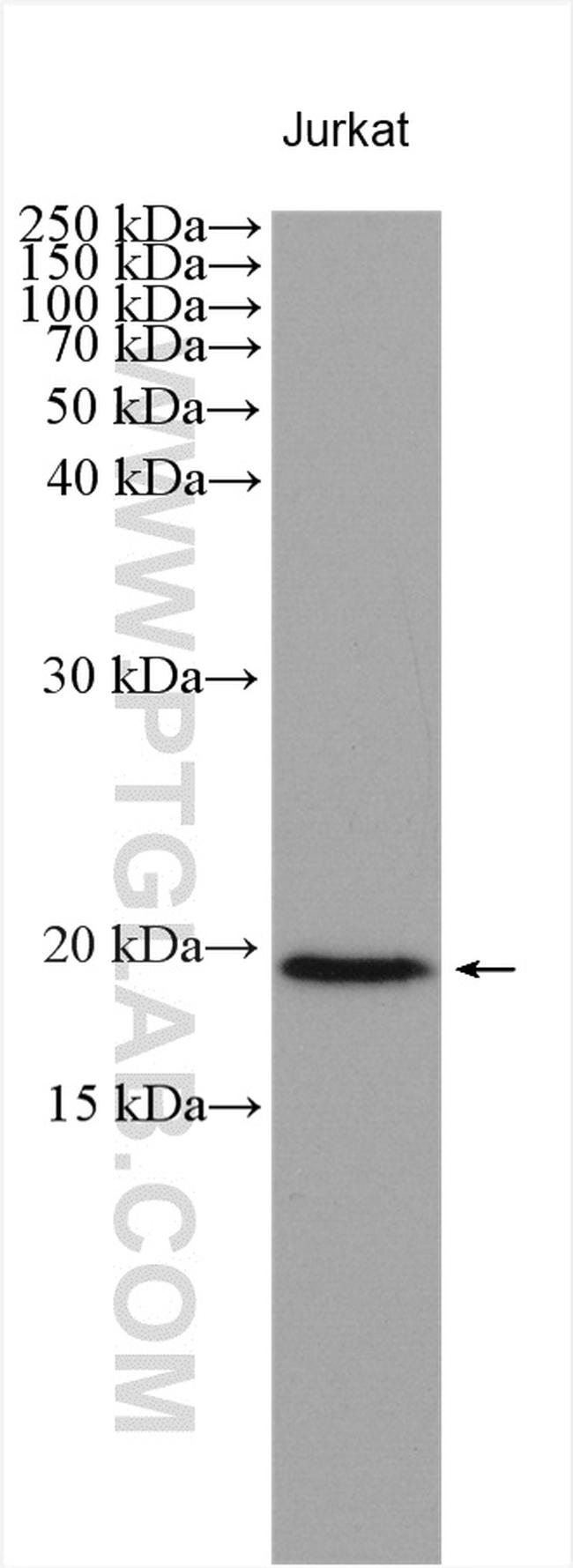 NUDT15 Antibody in Western Blot (WB)