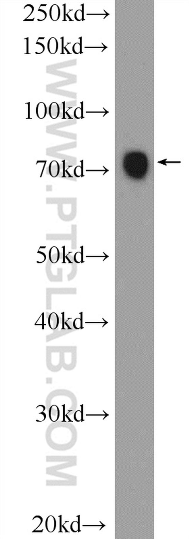 RRN3 Antibody in Western Blot (WB)